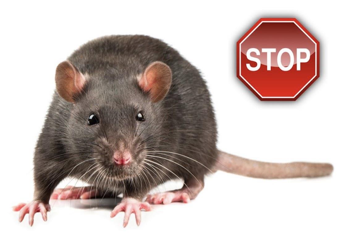 Stop rats